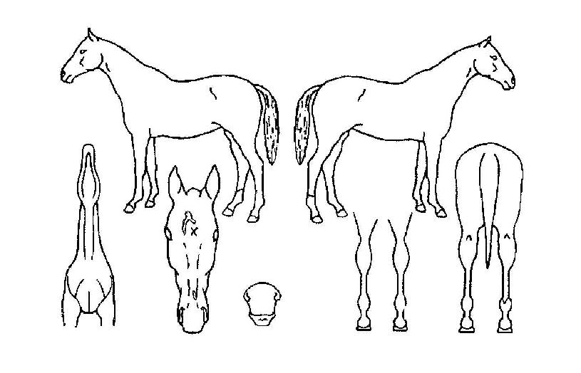 �ƶ��ƿ����� ����,���,�޸�,�λ�,�ٸ��� Ư¡����