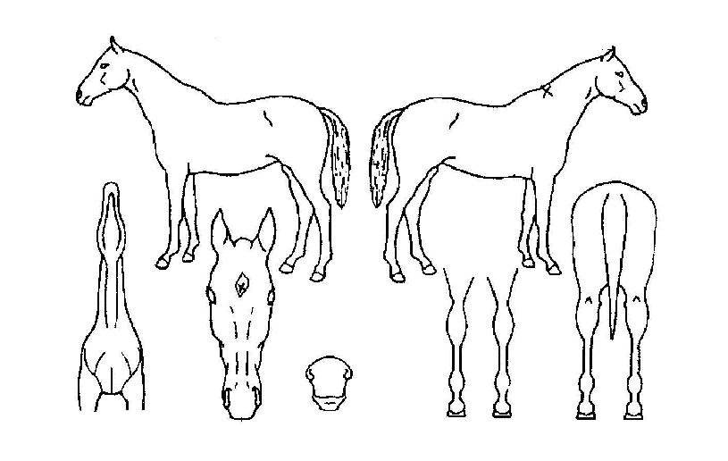 ¿ÀºêÄüÀÇ Ãø¸é,¿ì¸é,µÞ¸é,µÎ»ó,´Ù¸®ÀÇ Æ¯Â¡µµÇØ