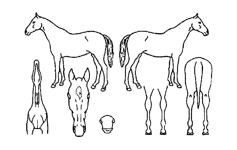 û¿ÁÀÚ¸¶ÀÇ Ãø¸é,¿ì¸é,µÞ¸é,µÎ»ó,´Ù¸®ÀÇ Æ¯Â¡µµÇØ