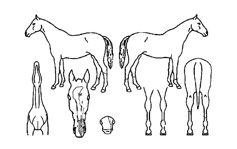 �ľִ��ڸ��� ����,���,�޸�,�λ�,�ٸ��� Ư¡����