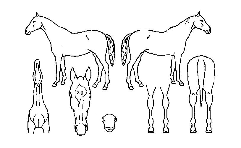 �����ǽ�Ÿ�� ����,���,�޸�,�λ�,�ٸ��� Ư¡����