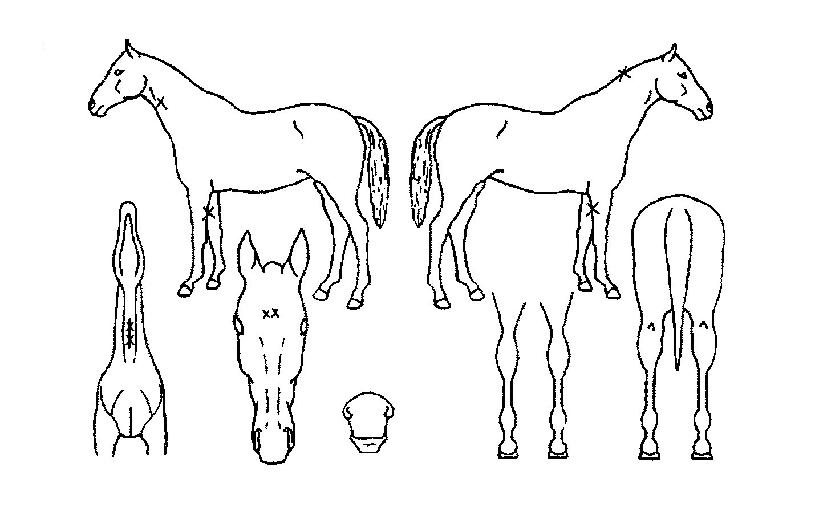 ¼øÃµÆÈ¸¶ÀÇ Ãø¸é,¿ì¸é,µÞ¸é,µÎ»ó,´Ù¸®ÀÇ Æ¯Â¡µµÇØ