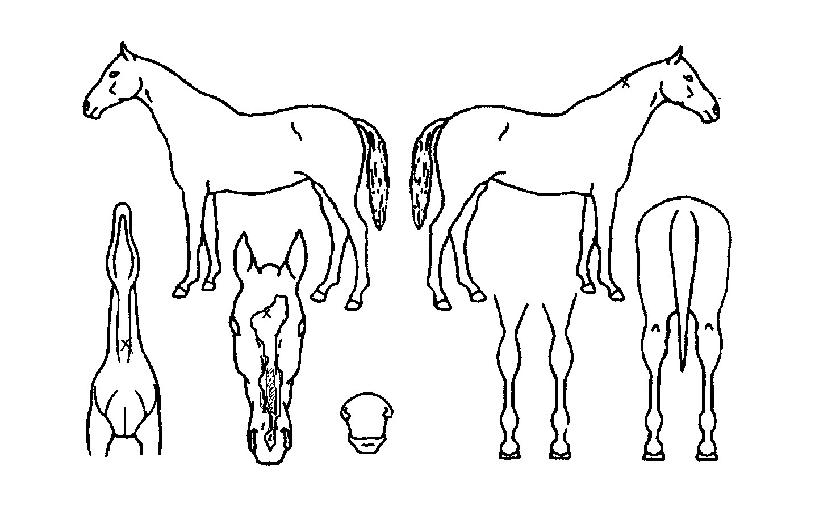 ¸ÅÁ÷°íÀÇ Ãø¸é,¿ì¸é,µÞ¸é,µÎ»ó,´Ù¸®ÀÇ Æ¯Â¡µµÇØ