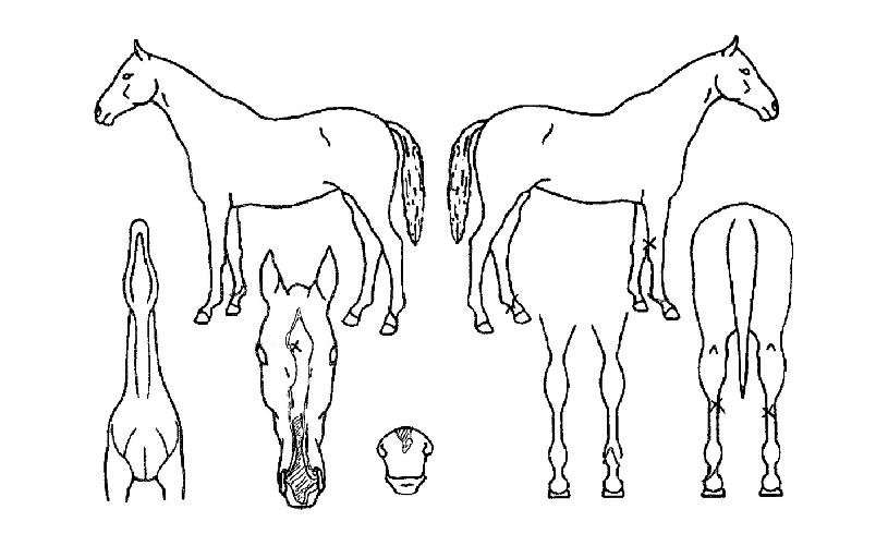 ��ٽ��۽�Ÿ�� ����,���,�޸�,�λ�,�ٸ��� Ư¡����