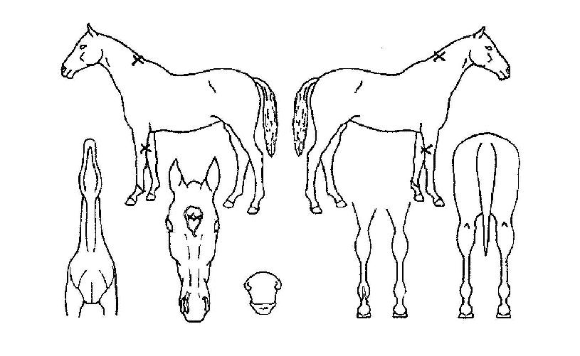 �������� ����,���,�޸�,�λ�,�ٸ��� Ư¡����