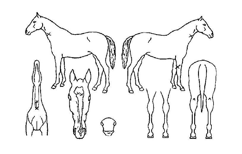 °ñµåÇǹöÀÇ Ãø¸é,¿ì¸é,µÞ¸é,µÎ»ó,´Ù¸®ÀÇ Æ¯Â¡µµÇØ