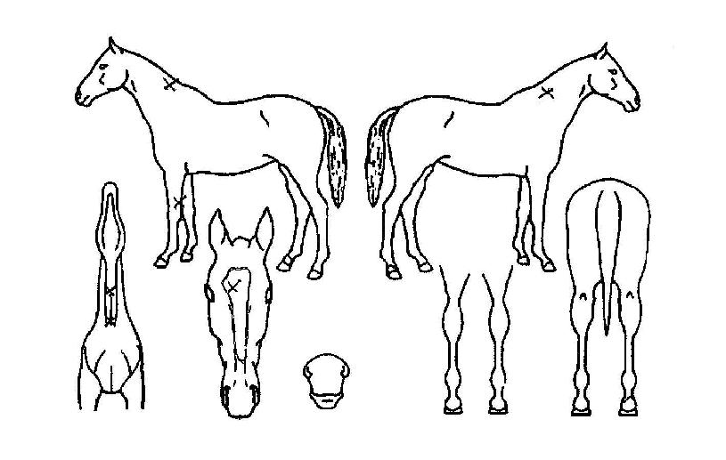 �Ҹ�ŷ�� ����,���,�޸�,�λ�,�ٸ��� Ư¡����