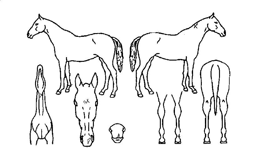 ��������Ʈ�� ����,���,�޸�,�λ�,�ٸ��� Ư¡����