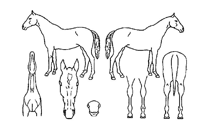 Ÿ��Ʋĳó�� ����,���,�޸�,�λ�,�ٸ��� Ư¡����