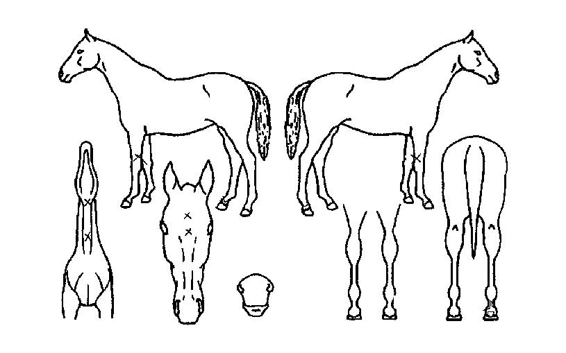 ½ºÆ®·Õ°ñµåÀÇ Ãø¸é,¿ì¸é,µÞ¸é,µÎ»ó,´Ù¸®ÀÇ Æ¯Â¡µµÇØ