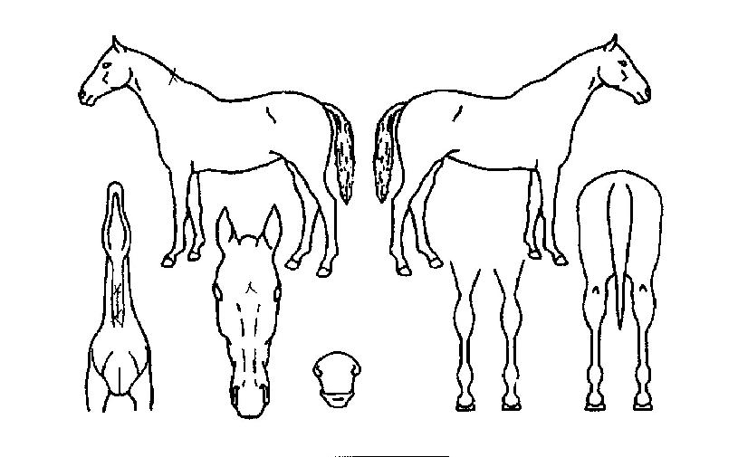 »ó½Â±ËµµÀÚ¸¶ÀÇ Ãø¸é,¿ì¸é,µÞ¸é,µÎ»ó,´Ù¸®ÀÇ Æ¯Â¡µµÇØ