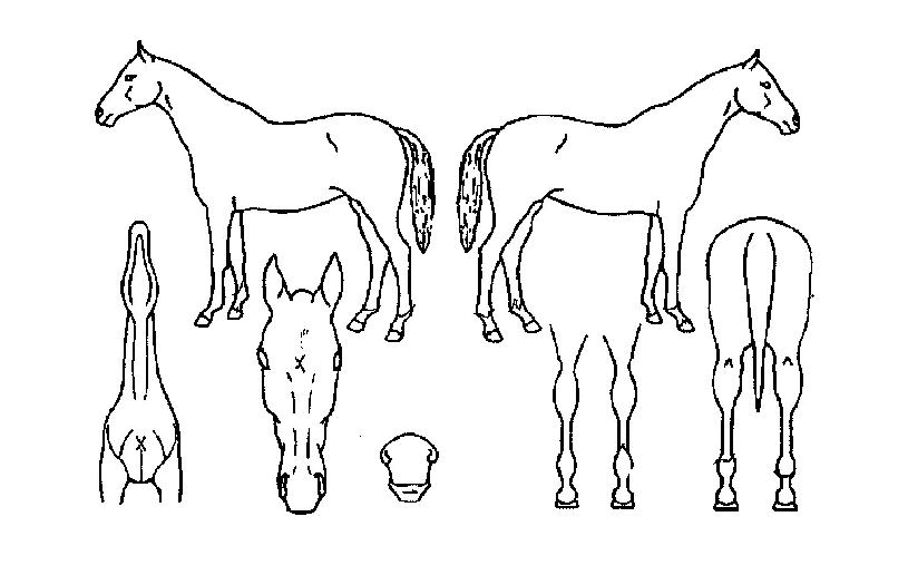 ±×¶óÁö¿ÀÀÇ Ãø¸é,¿ì¸é,µÞ¸é,µÎ»ó,´Ù¸®ÀÇ Æ¯Â¡µµÇØ