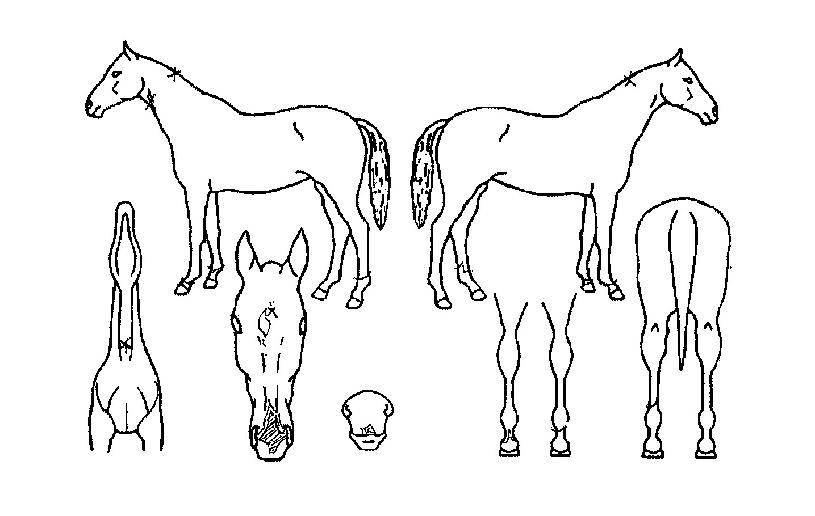 ³ÐÀºÃÊ¿øÀÇ Ãø¸é,¿ì¸é,µÞ¸é,µÎ»ó,´Ù¸®ÀÇ Æ¯Â¡µµÇØ