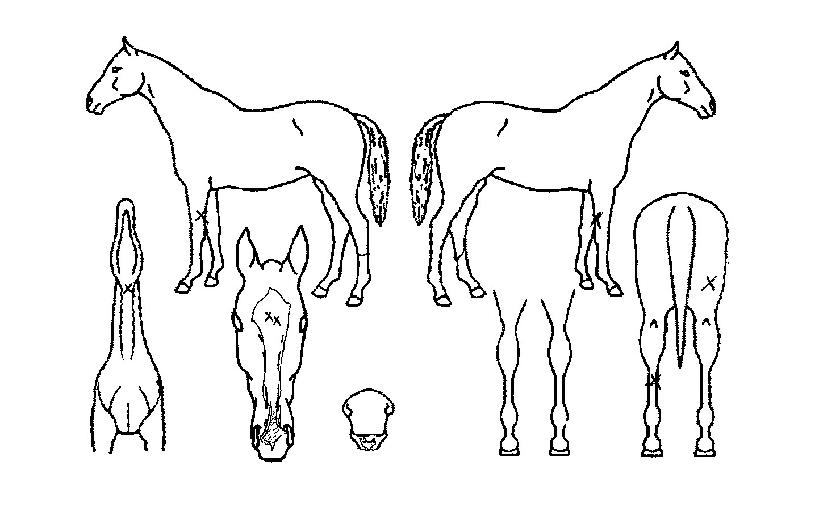 Ç®·¹ÀÏÀÇ Ãø¸é,¿ì¸é,µÞ¸é,µÎ»ó,´Ù¸®ÀÇ Æ¯Â¡µµÇØ