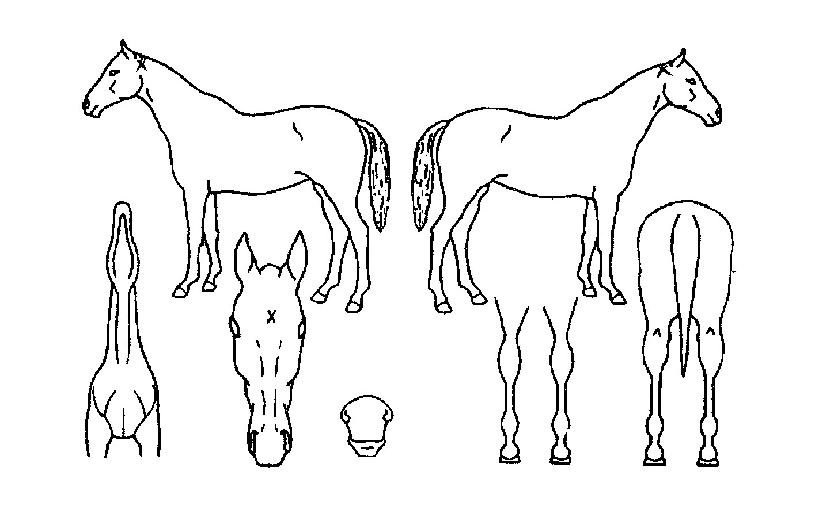 ���鸮����� ����,���,�޸�,�λ�,�ٸ��� Ư¡����