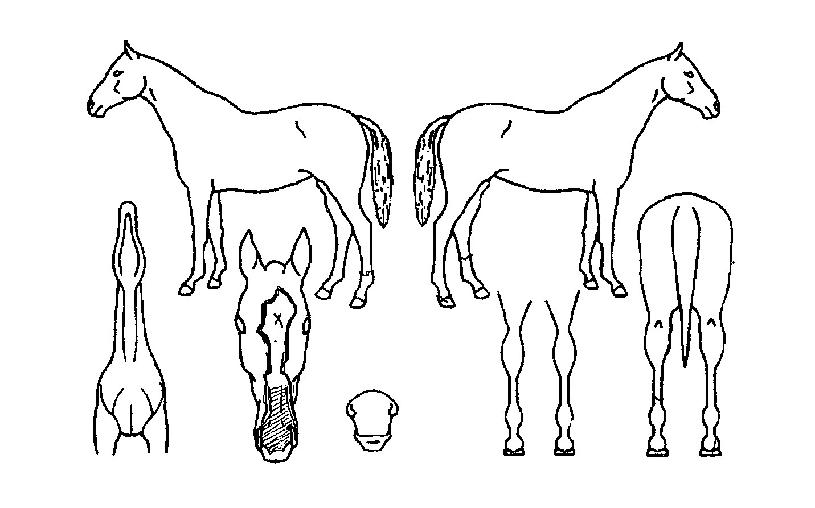 ´õÁ¸½ºÆäÀÎÀÇ Ãø¸é,¿ì¸é,µÞ¸é,µÎ»ó,´Ù¸®ÀÇ Æ¯Â¡µµÇØ