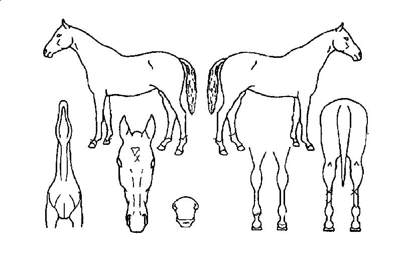 ´ÃǪ¸¥Å¸À̰ÅÀÇ Ãø¸é,¿ì¸é,µÞ¸é,µÎ»ó,´Ù¸®ÀÇ Æ¯Â¡µµÇØ