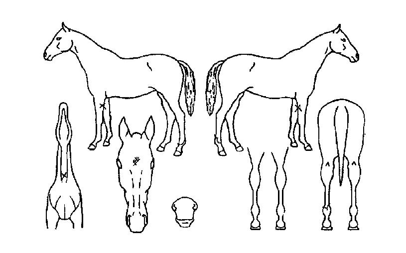 �氭���� ����,���,�޸�,�λ�,�ٸ��� Ư¡����