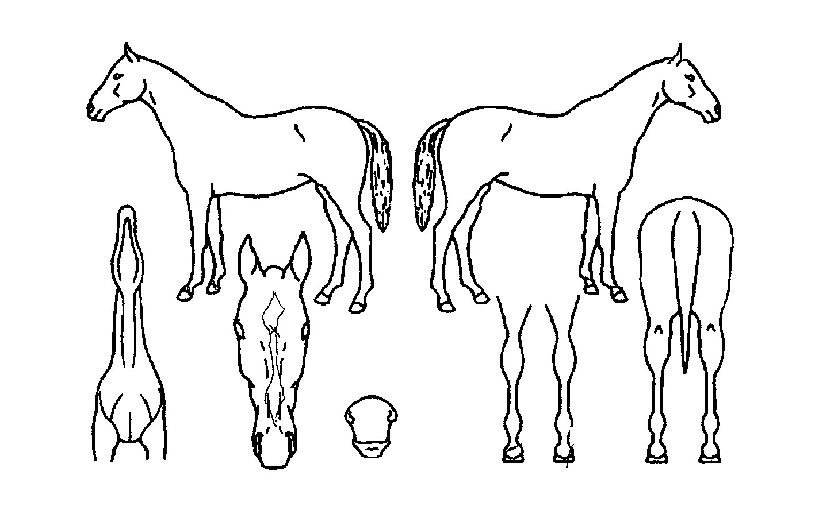 ½¬·Ï½ºÀÚ¸¶ÀÇ Ãø¸é,¿ì¸é,µÞ¸é,µÎ»ó,´Ù¸®ÀÇ Æ¯Â¡µµÇØ