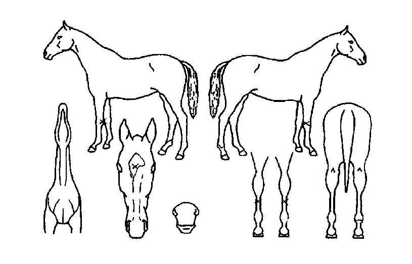 ±ÝÆ÷ÇÁ¸°½ºÀÇ Ãø¸é,¿ì¸é,µÞ¸é,µÎ»ó,´Ù¸®ÀÇ Æ¯Â¡µµÇØ