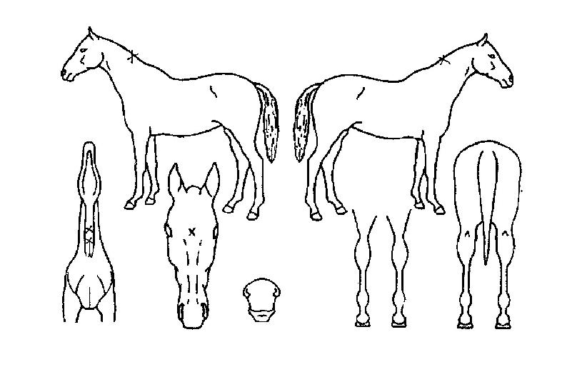 Ãʰº¸ÀÇ Ãø¸é,¿ì¸é,µÞ¸é,µÎ»ó,´Ù¸®ÀÇ Æ¯Â¡µµÇØ