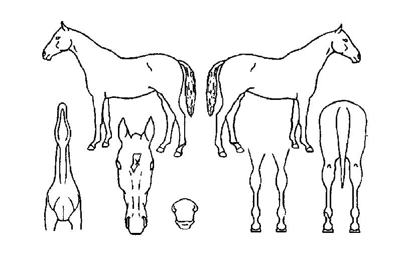 Åõ¾îÄ·ÇÁÀÇ Ãø¸é,¿ì¸é,µÞ¸é,µÎ»ó,´Ù¸®ÀÇ Æ¯Â¡µµÇØ