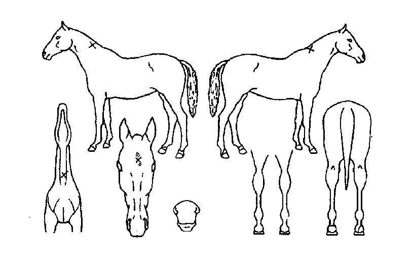 ±¸´ÜÁÖÀÚ¸¶ÀÇ Ãø¸é,¿ì¸é,µÞ¸é,µÎ»ó,´Ù¸®ÀÇ Æ¯Â¡µµÇØ