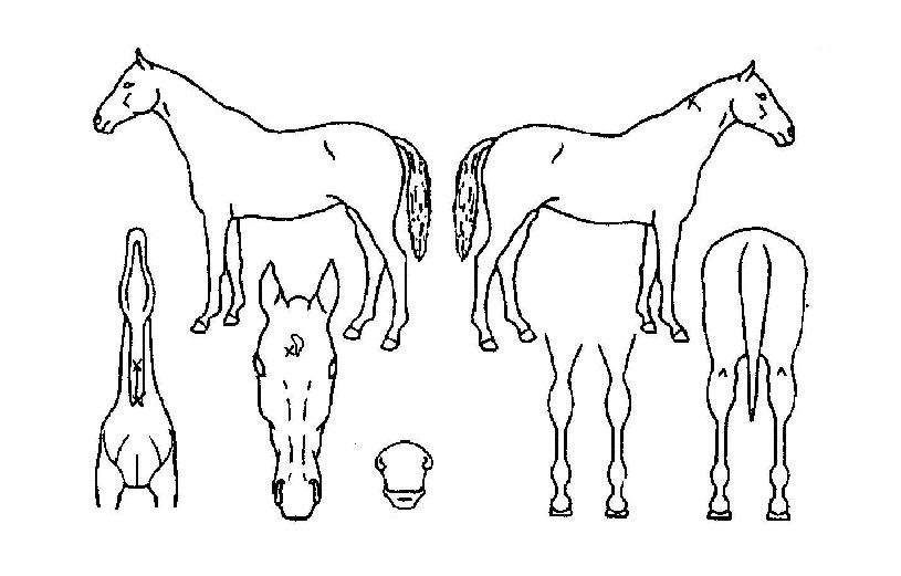 ������ڸ��� ����,���,�޸�,�λ�,�ٸ��� Ư¡����