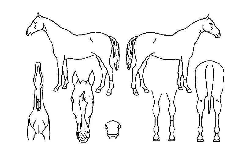 û·æºñ»óÀÇ Ãø¸é,¿ì¸é,µÞ¸é,µÎ»ó,´Ù¸®ÀÇ Æ¯Â¡µµÇØ