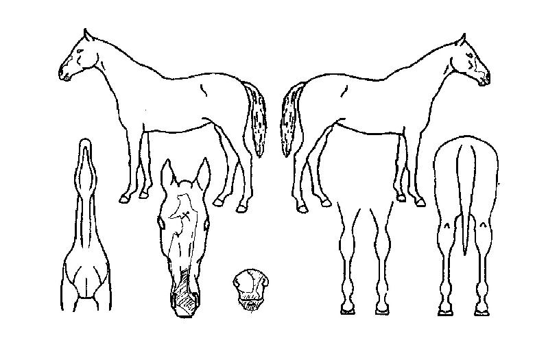 ¸¶¸®Áö¾ÆÀÇ Ãø¸é,¿ì¸é,µÞ¸é,µÎ»ó,´Ù¸®ÀÇ Æ¯Â¡µµÇØ