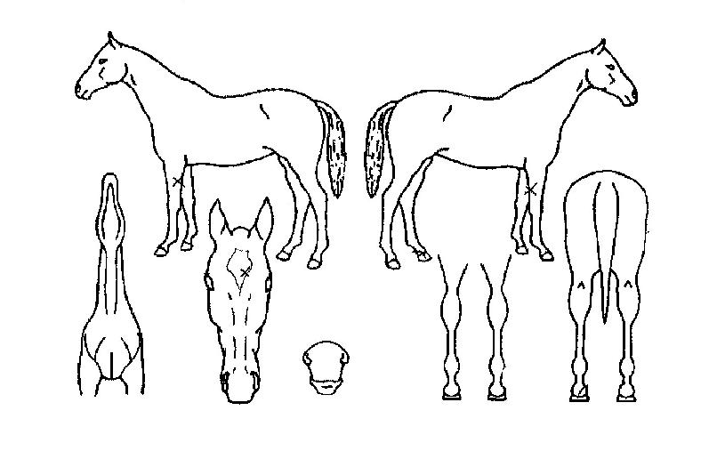 �˷����� ����,���,�޸�,�λ�,�ٸ��� Ư¡����