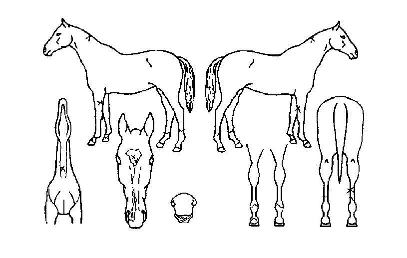 °È£Ä¸Æ¾ÀÇ Ãø¸é,¿ì¸é,µÞ¸é,µÎ»ó,´Ù¸®ÀÇ Æ¯Â¡µµÇØ