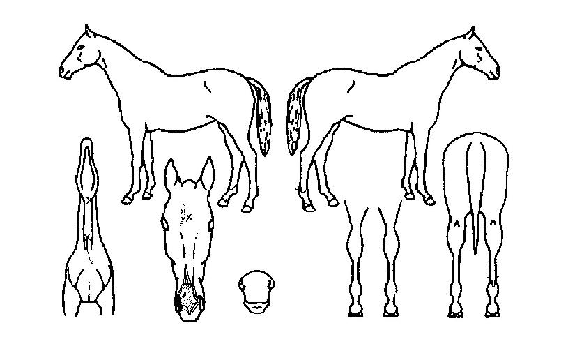 ·Î¿¸¶½ºÅÍÀÇ Ãø¸é,¿ì¸é,µÞ¸é,µÎ»ó,´Ù¸®ÀÇ Æ¯Â¡µµÇØ