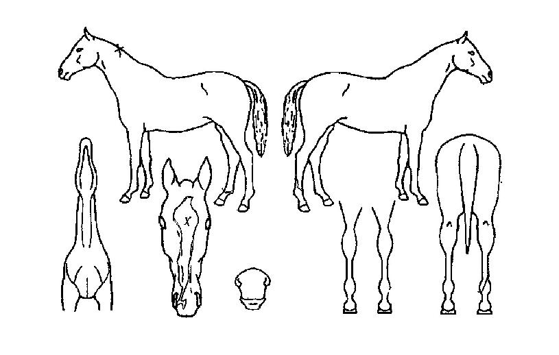 ���������� ����,���,�޸�,�λ�,�ٸ��� Ư¡����