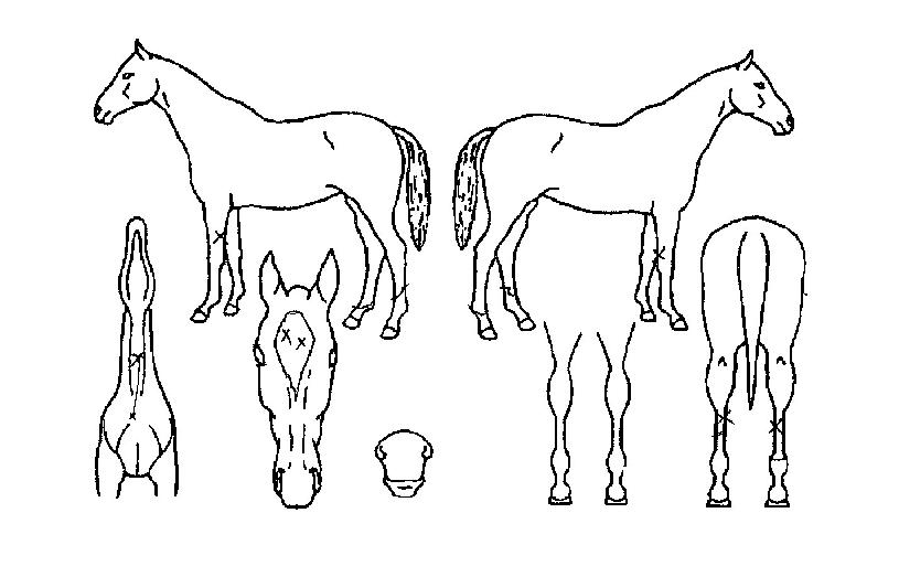 Èï¾È´ë·ÎÀÇ Ãø¸é,¿ì¸é,µÞ¸é,µÎ»ó,´Ù¸®ÀÇ Æ¯Â¡µµÇØ