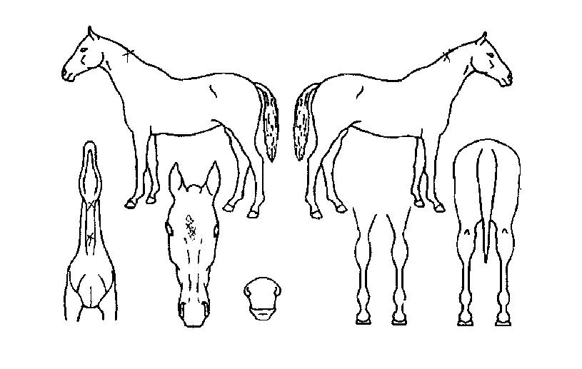 ũ����Ʈ�� ����,���,�޸�,�λ�,�ٸ��� Ư¡����