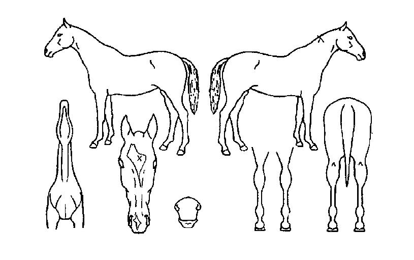 Áß¾Ó°øÁÖÀÇ Ãø¸é,¿ì¸é,µÞ¸é,µÎ»ó,´Ù¸®ÀÇ Æ¯Â¡µµÇØ