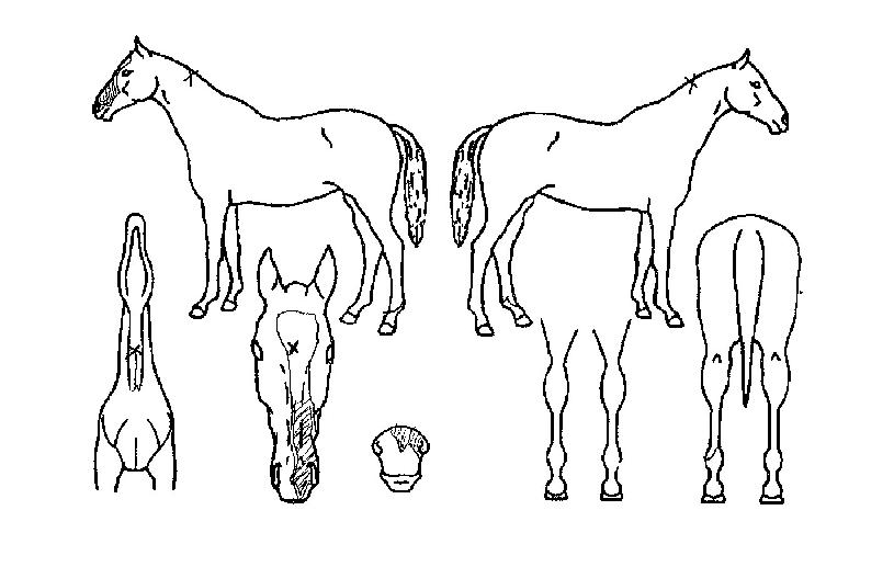 ��½���Ʈ�� ����,���,�޸�,�λ�,�ٸ��� Ư¡����