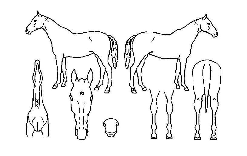 ·°Å°ÄýÀÇ Ãø¸é,¿ì¸é,µÞ¸é,µÎ»ó,´Ù¸®ÀÇ Æ¯Â¡µµÇØ