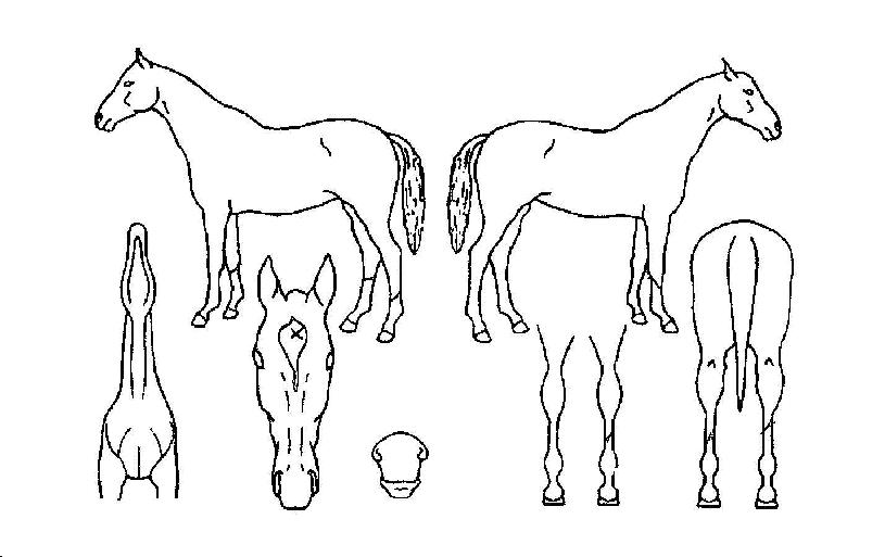 ¹«°áÁ¡ÇàÁøÀÇ Ãø¸é,¿ì¸é,µÞ¸é,µÎ»ó,´Ù¸®ÀÇ Æ¯Â¡µµÇØ