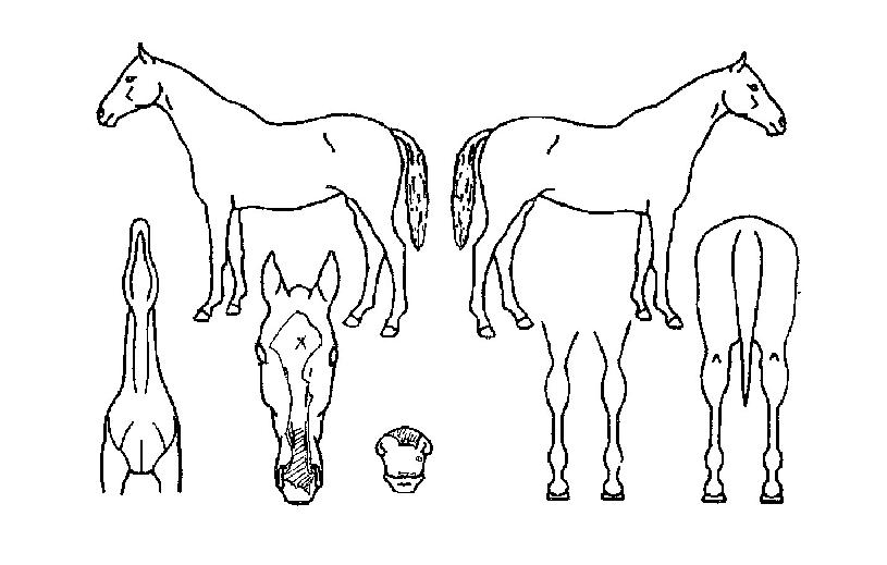 ³ªÀ̽ºÁØÀÇ Ãø¸é,¿ì¸é,µÞ¸é,µÎ»ó,´Ù¸®ÀÇ Æ¯Â¡µµÇØ