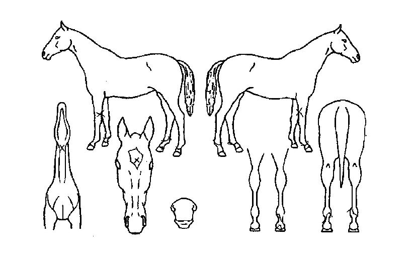 ���ȣ������ ����,���,�޸�,�λ�,�ٸ��� Ư¡����