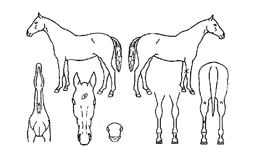 ������������ ����,���,�޸�,�λ�,�ٸ��� Ư¡����