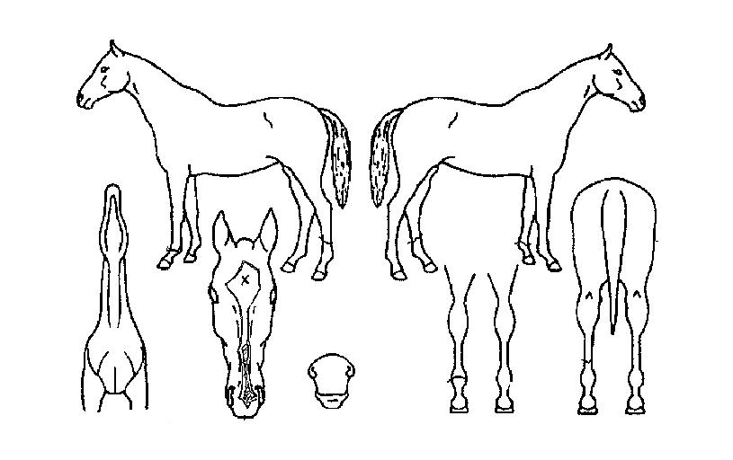 Çǽº·ÎÀÌÀÇ Ãø¸é,¿ì¸é,µÞ¸é,µÎ»ó,´Ù¸®ÀÇ Æ¯Â¡µµÇØ