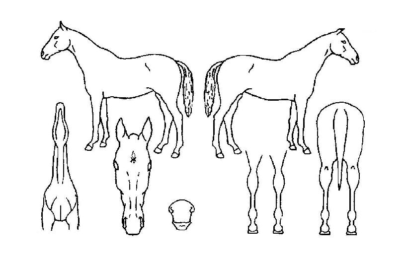 ±Â½ºÄ«¿ìÆ®ÀÇ Ãø¸é,¿ì¸é,µÞ¸é,µÎ»ó,´Ù¸®ÀÇ Æ¯Â¡µµÇØ