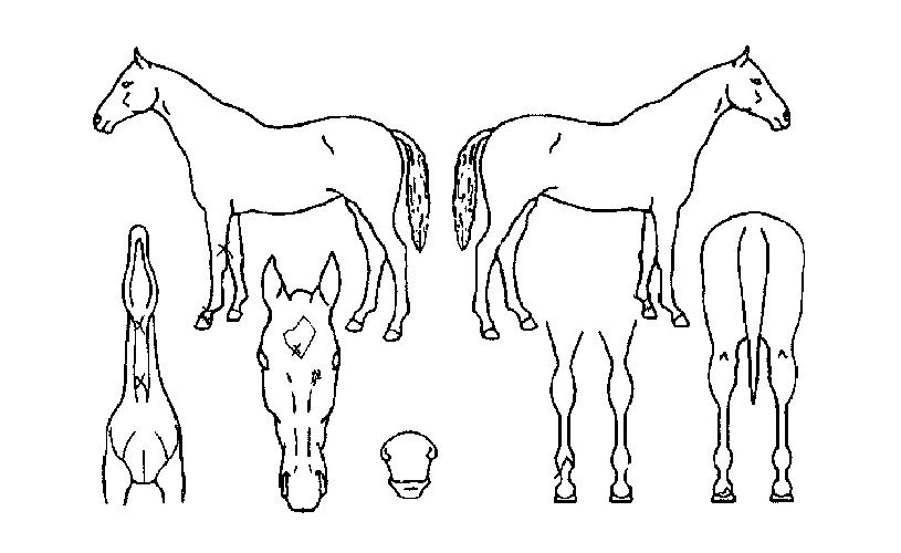 �Ƹ���� ����,���,�޸�,�λ�,�ٸ��� Ư¡����