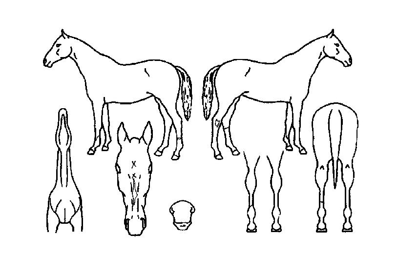 ¾Æ¸§´Ù¿îÃູÀÇ Ãø¸é,¿ì¸é,µÞ¸é,µÎ»ó,´Ù¸®ÀÇ Æ¯Â¡µµÇØ