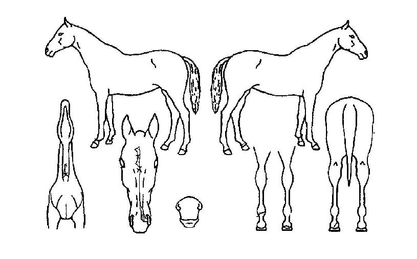 �Ķ���� ����,���,�޸�,�λ�,�ٸ��� Ư¡����