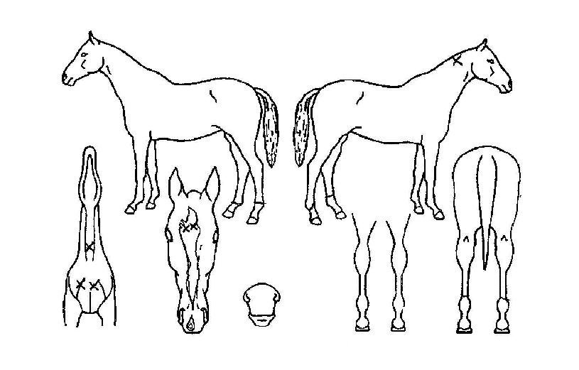 ´ã¾çÁ¨Æ²¸ÇÀÇ Ãø¸é,¿ì¸é,µÞ¸é,µÎ»ó,´Ù¸®ÀÇ Æ¯Â¡µµÇØ