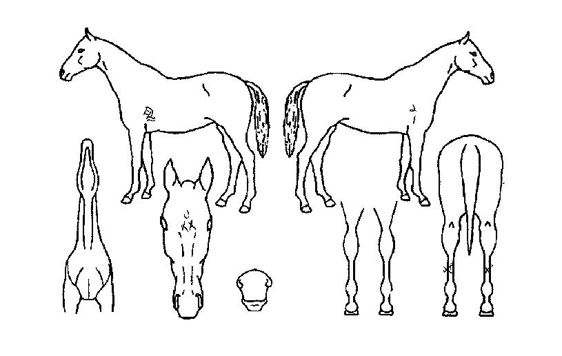 ¸®ºê´õÄ·ÇÁÀÇ Ãø¸é,¿ì¸é,µÞ¸é,µÎ»ó,´Ù¸®ÀÇ Æ¯Â¡µµÇØ